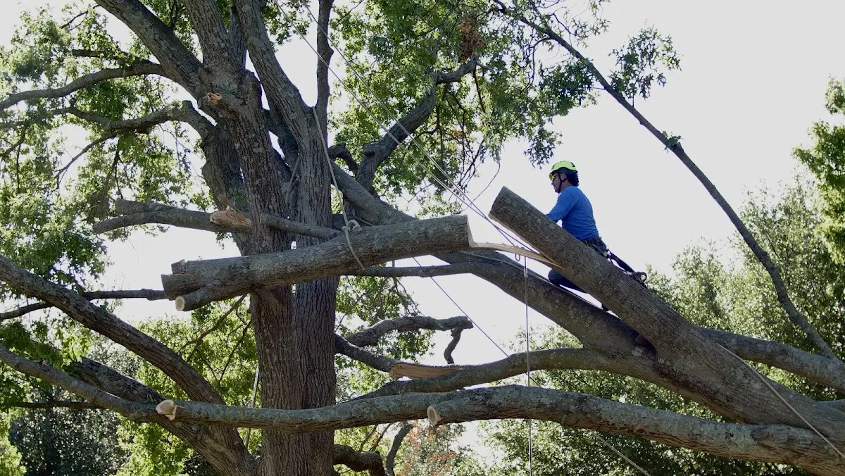 Professional Crown Thinning performed by certified arborists in Glen Lyn