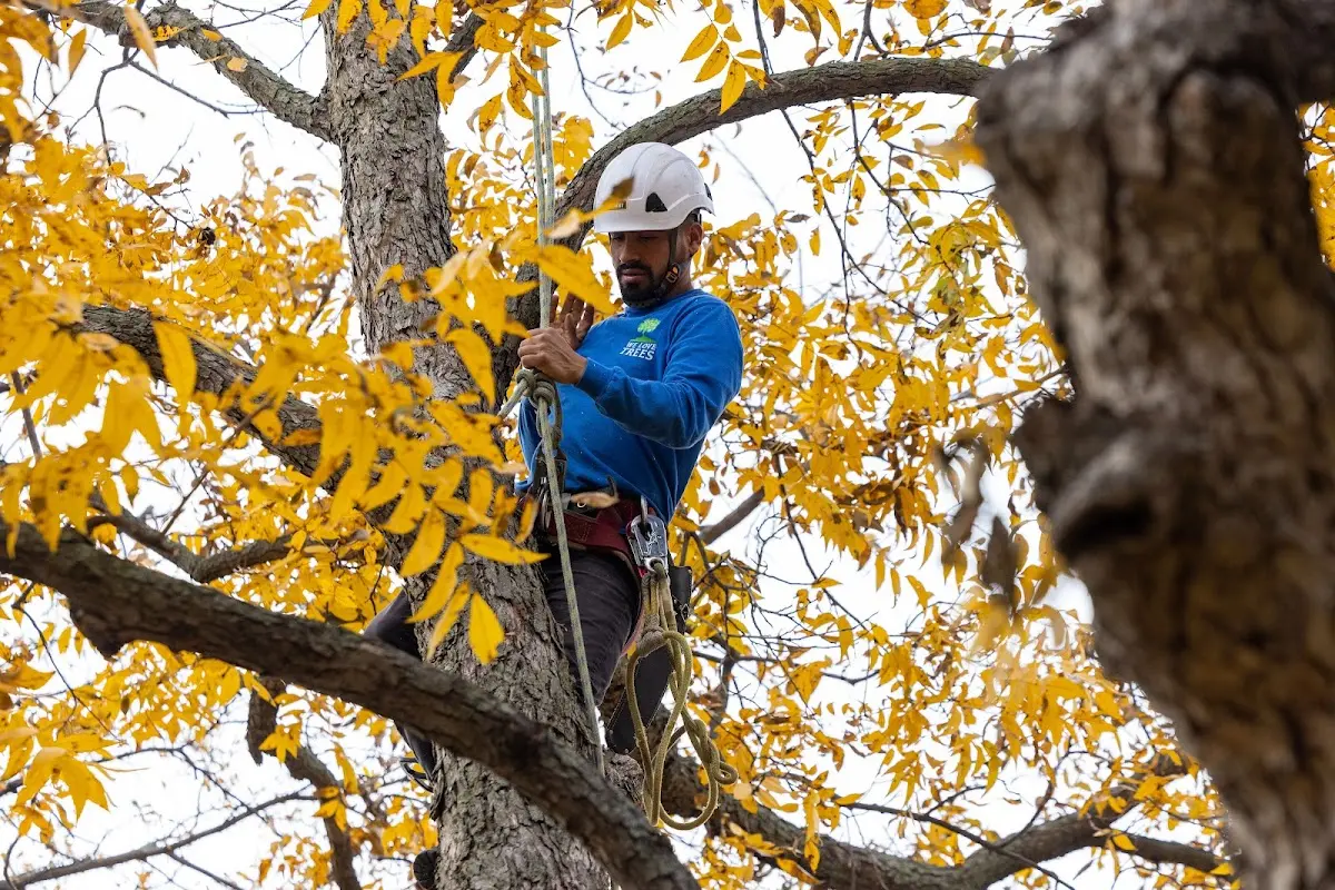 Skilled Tree Trimming crew working in Glen Lyn